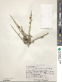 Parkinsonia florida subsp. peninsulare image