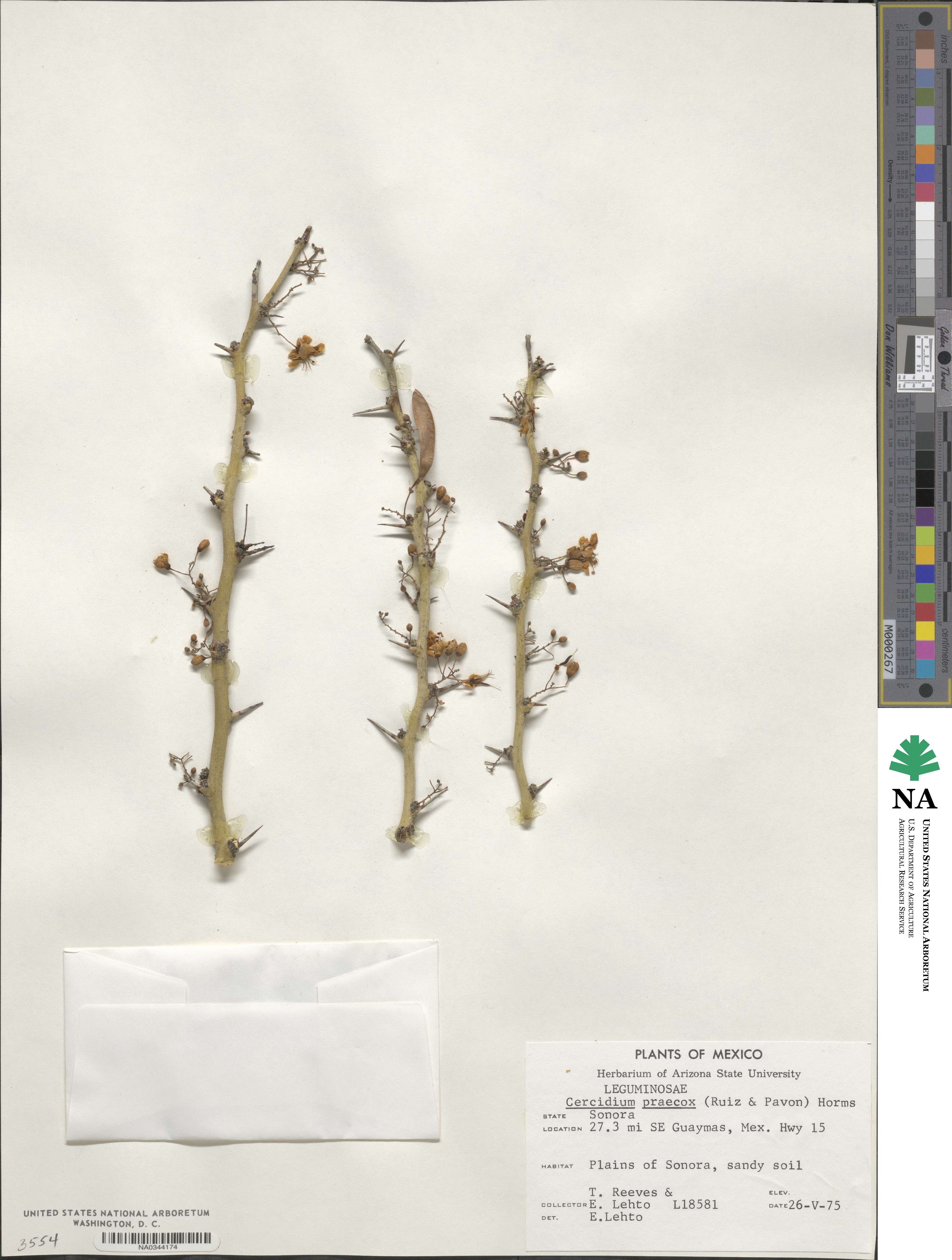 Parkinsonia praecox image