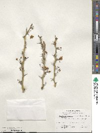 Parkinsonia praecox image