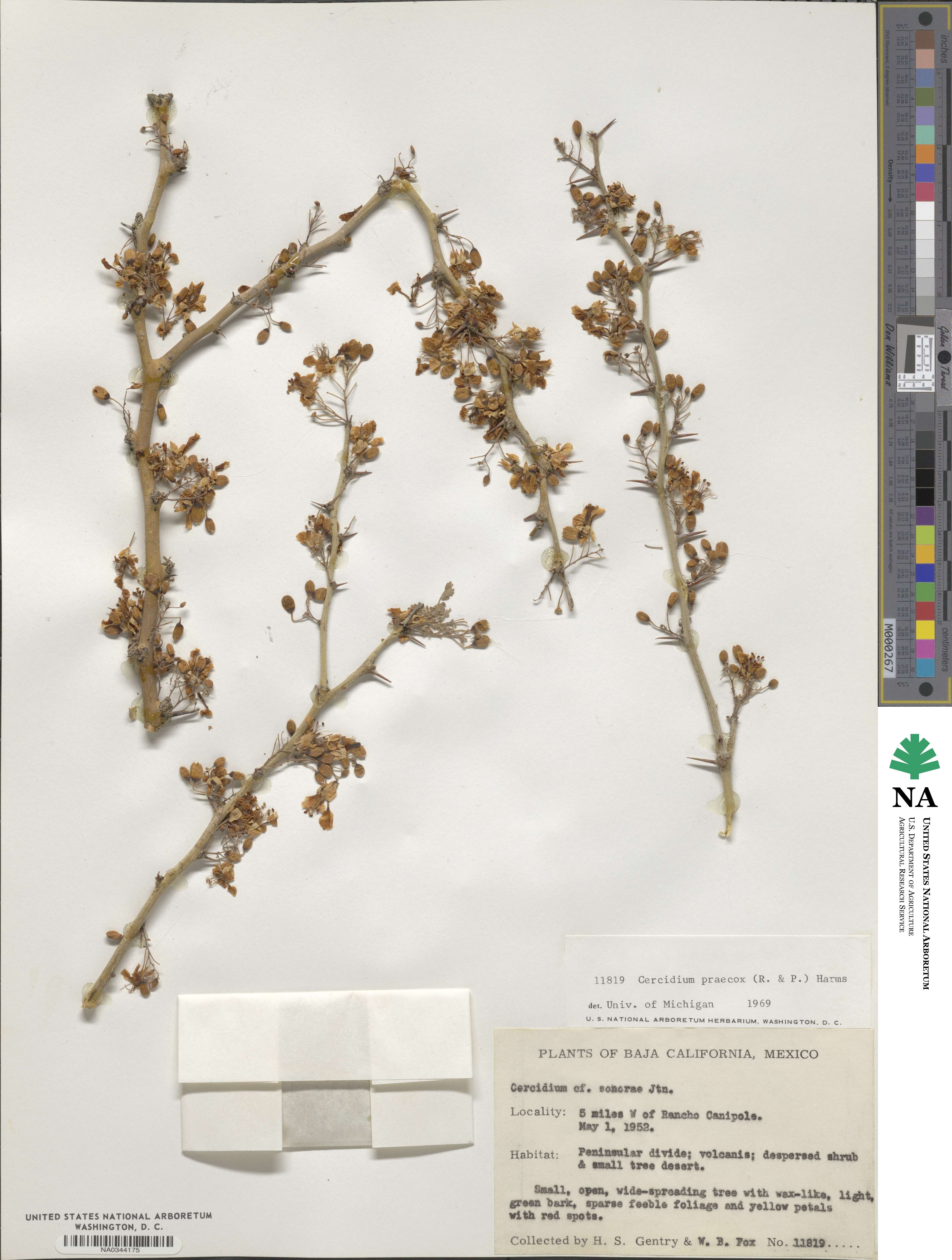 Parkinsonia praecox image