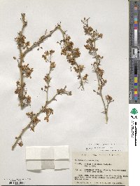 Parkinsonia praecox image