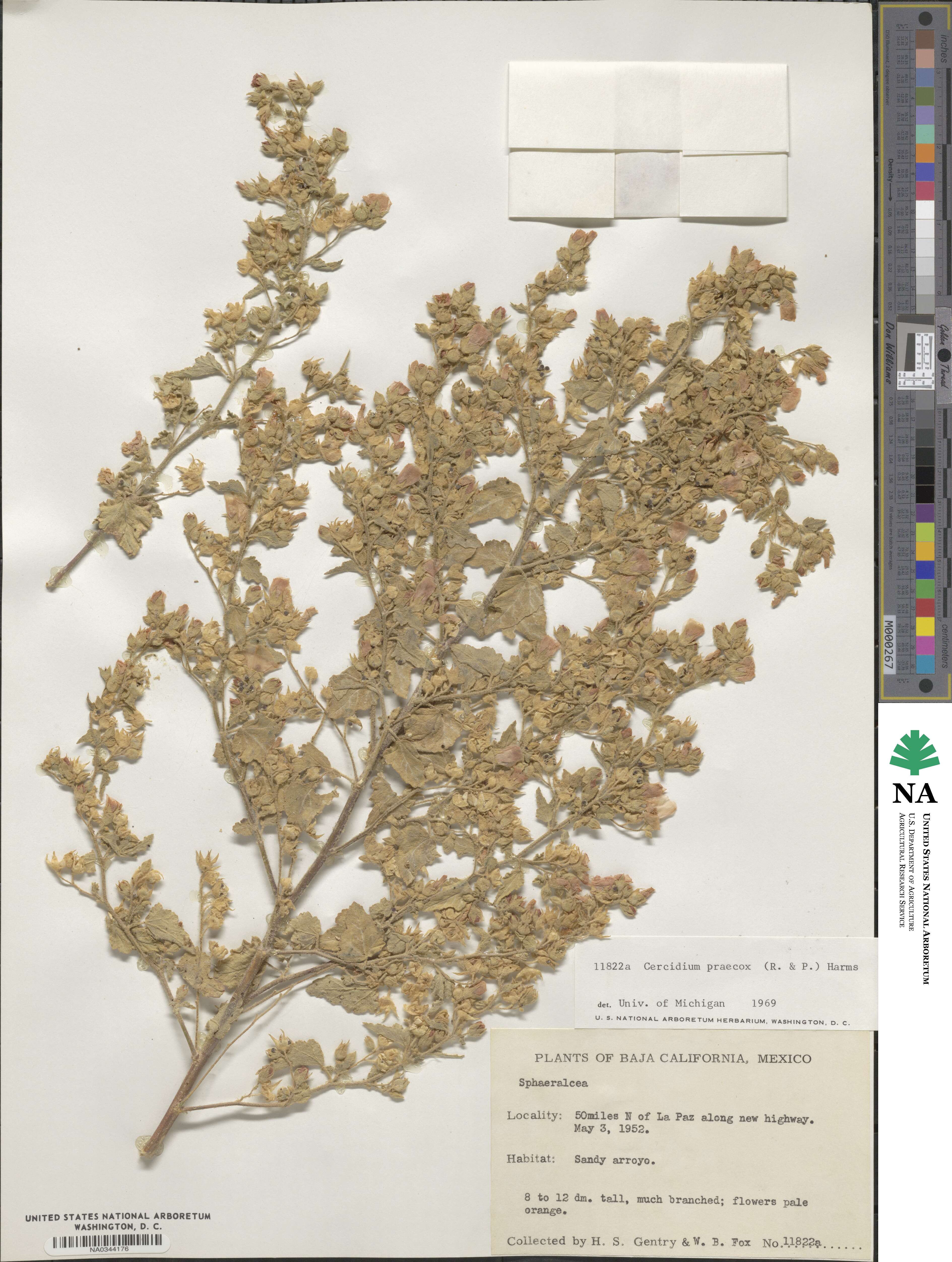 Parkinsonia praecox image