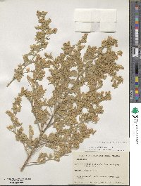 Parkinsonia praecox image