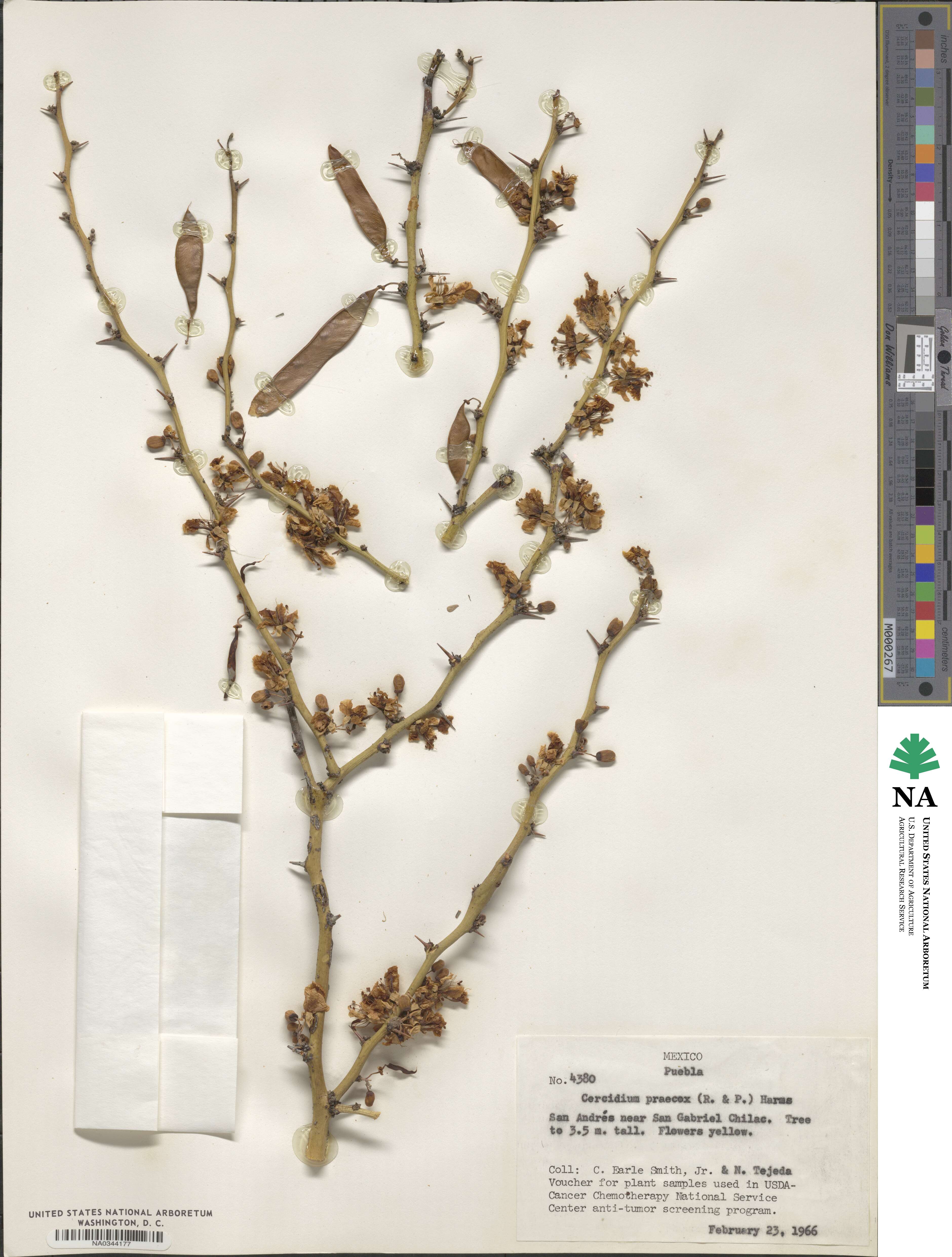 Parkinsonia praecox image