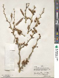 Parkinsonia praecox image