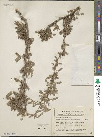 Parkinsonia florida subsp. florida image