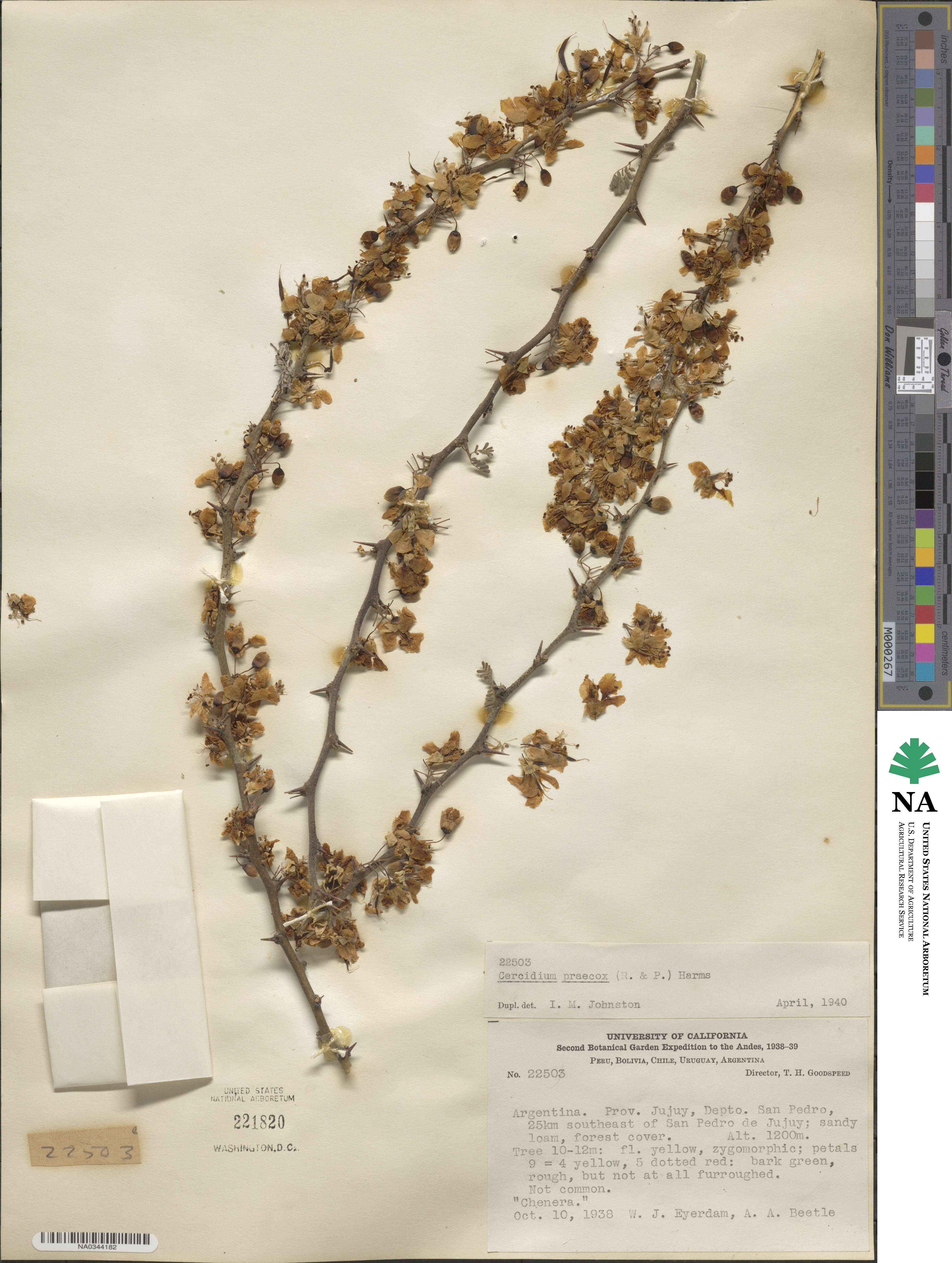 Parkinsonia praecox image