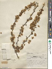 Parkinsonia praecox image