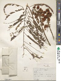 Colvillea racemosa image