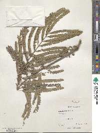 Colvillea racemosa image