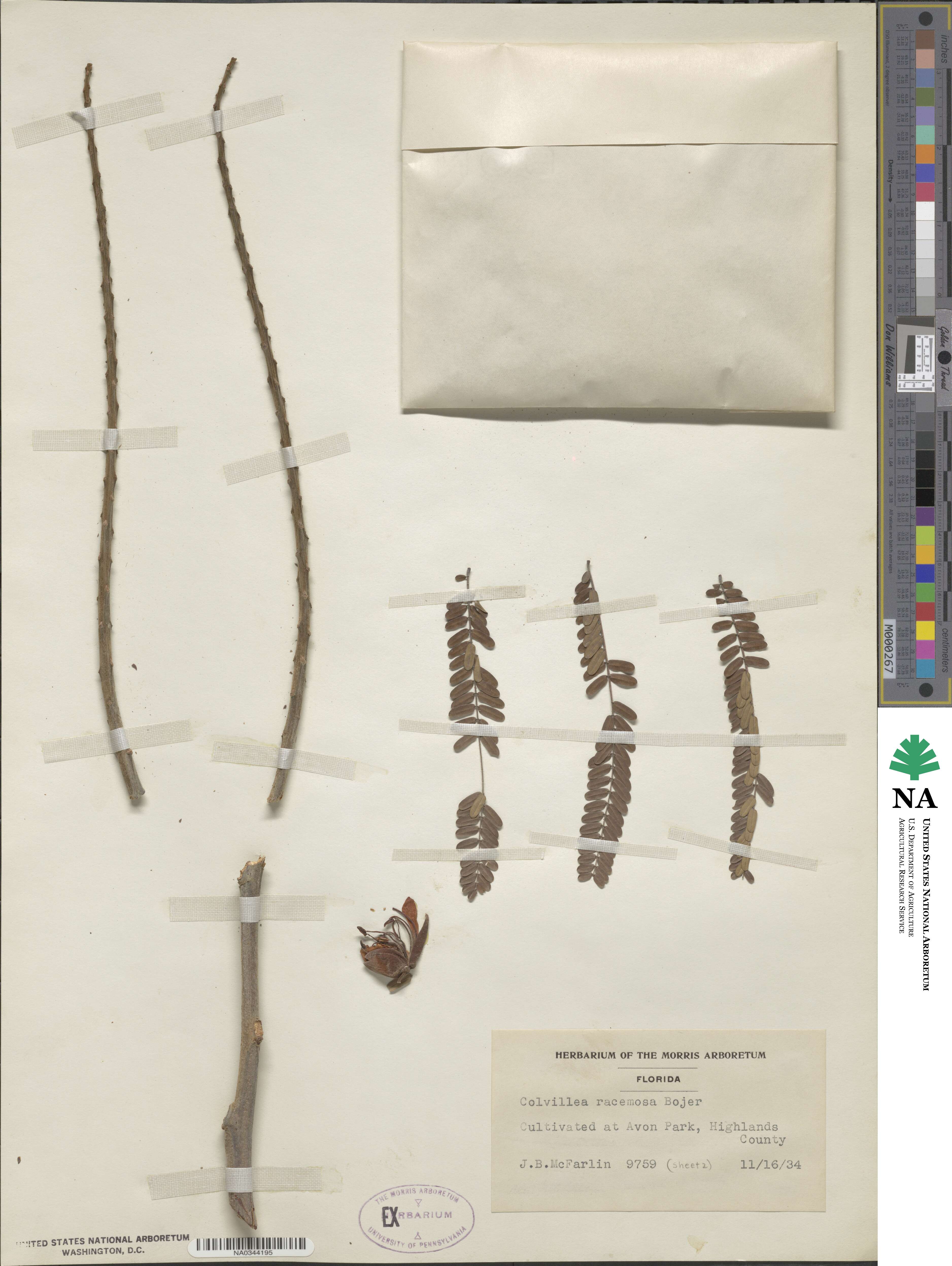 Colvillea racemosa image