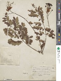 Caesalpinia pulcherrima image