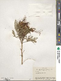 Erythrostemon gilliesii image