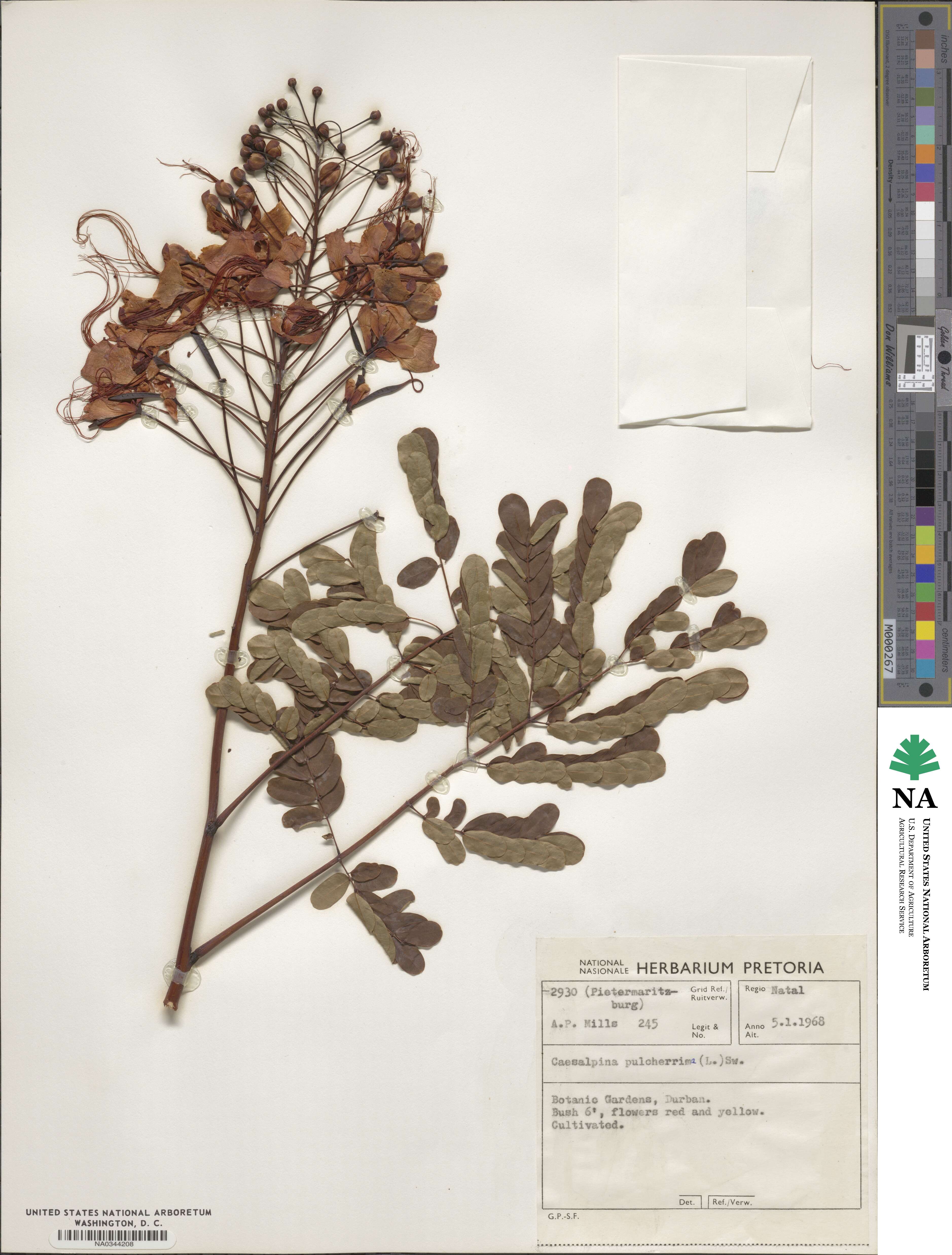 Caesalpinia image