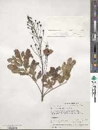 Caesalpinia pulcherrima image