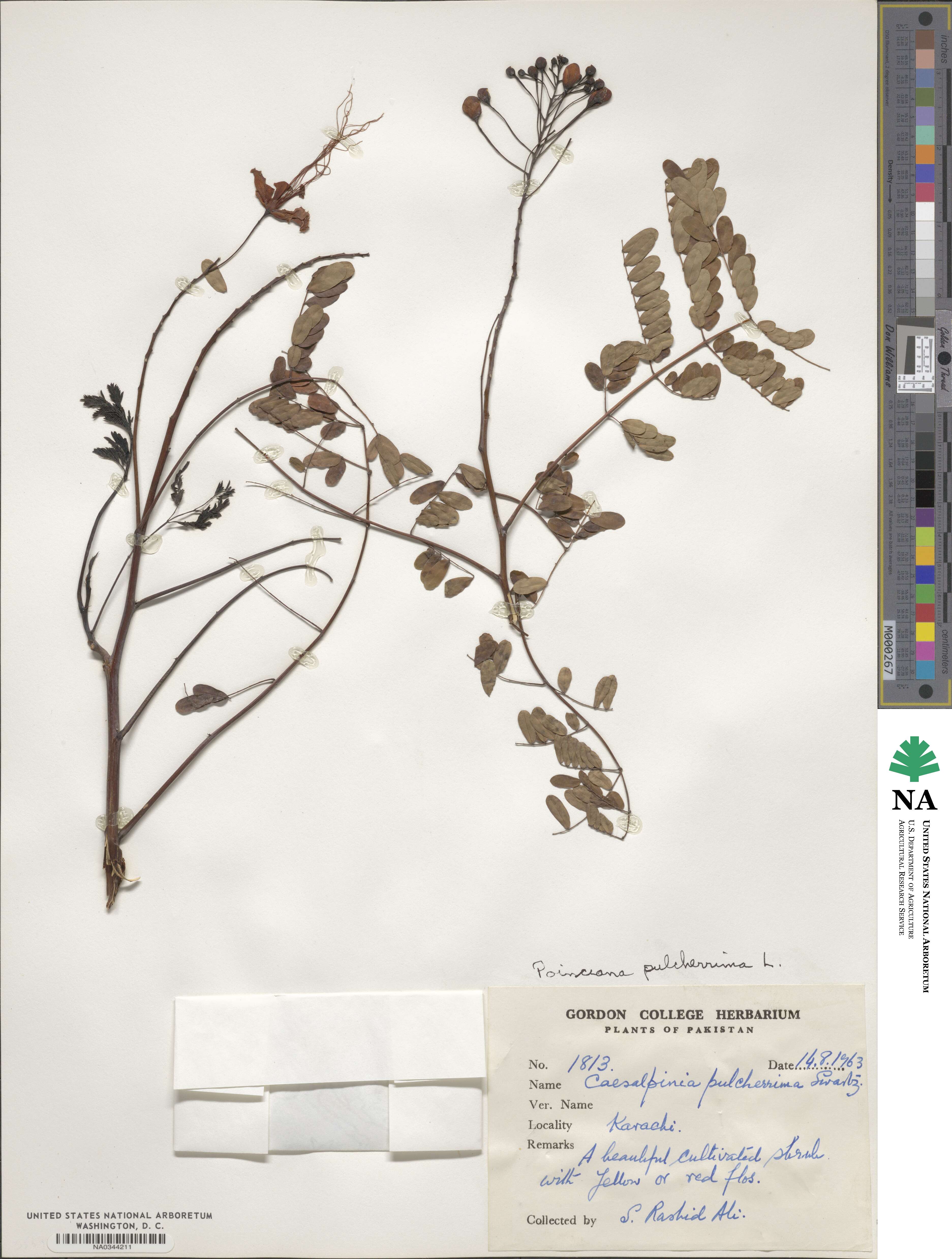 Caesalpinia pulcherrima image