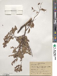 Caesalpinia pulcherrima image