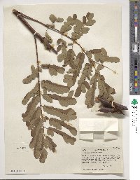 Caesalpinia pulcherrima image