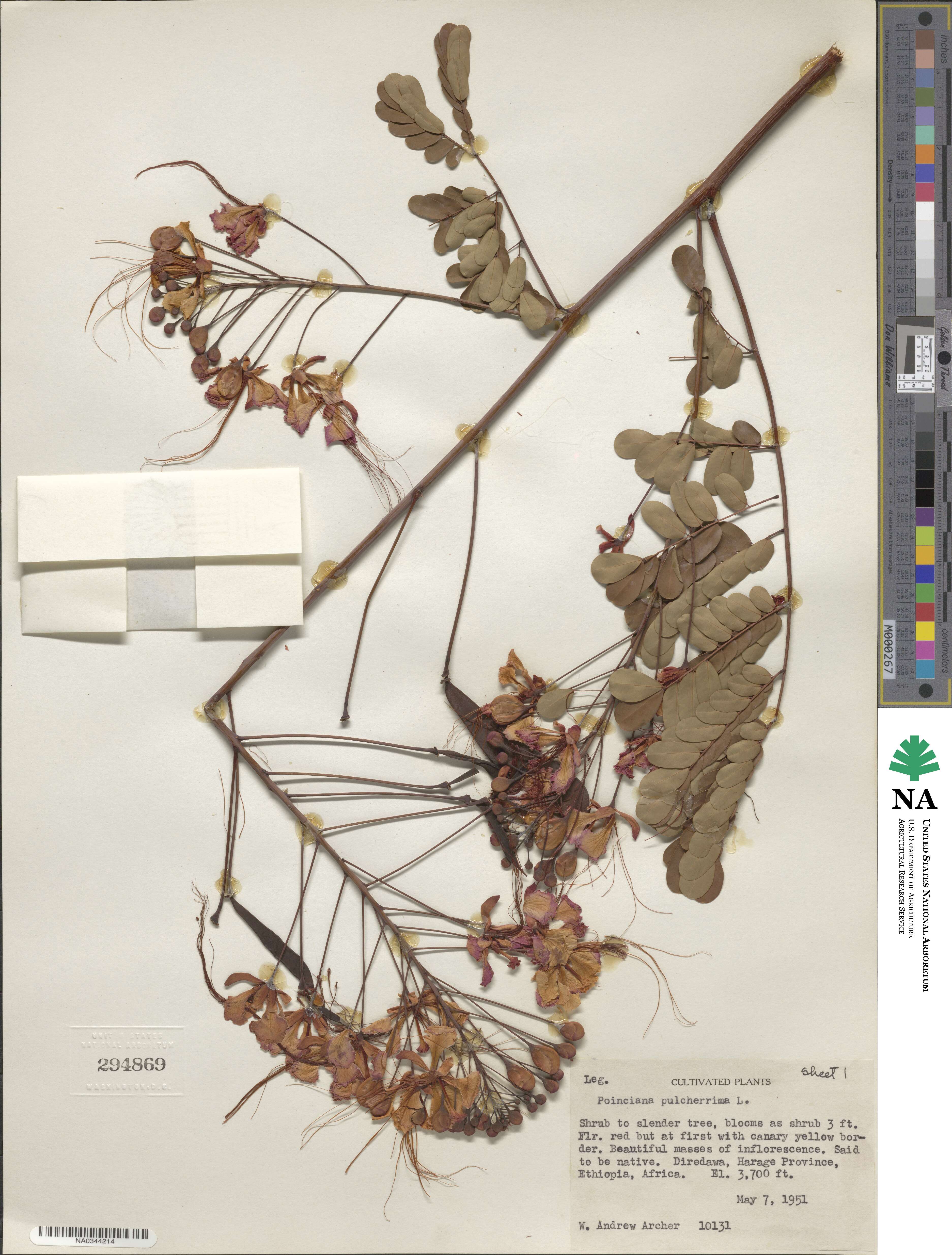 Caesalpinia pulcherrima image