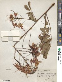 Caesalpinia pulcherrima image