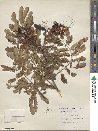 Caesalpinia pulcherrima image