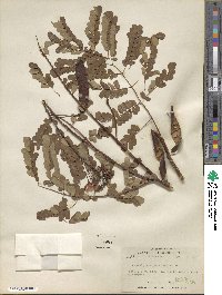 Caesalpinia pulcherrima image