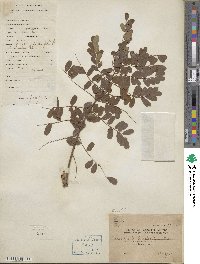 Caesalpinia pulcherrima image