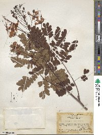 Caesalpinia pulcherrima image