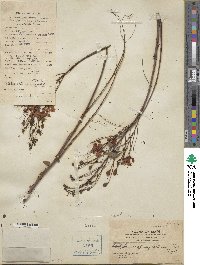 Caesalpinia pulcherrima image