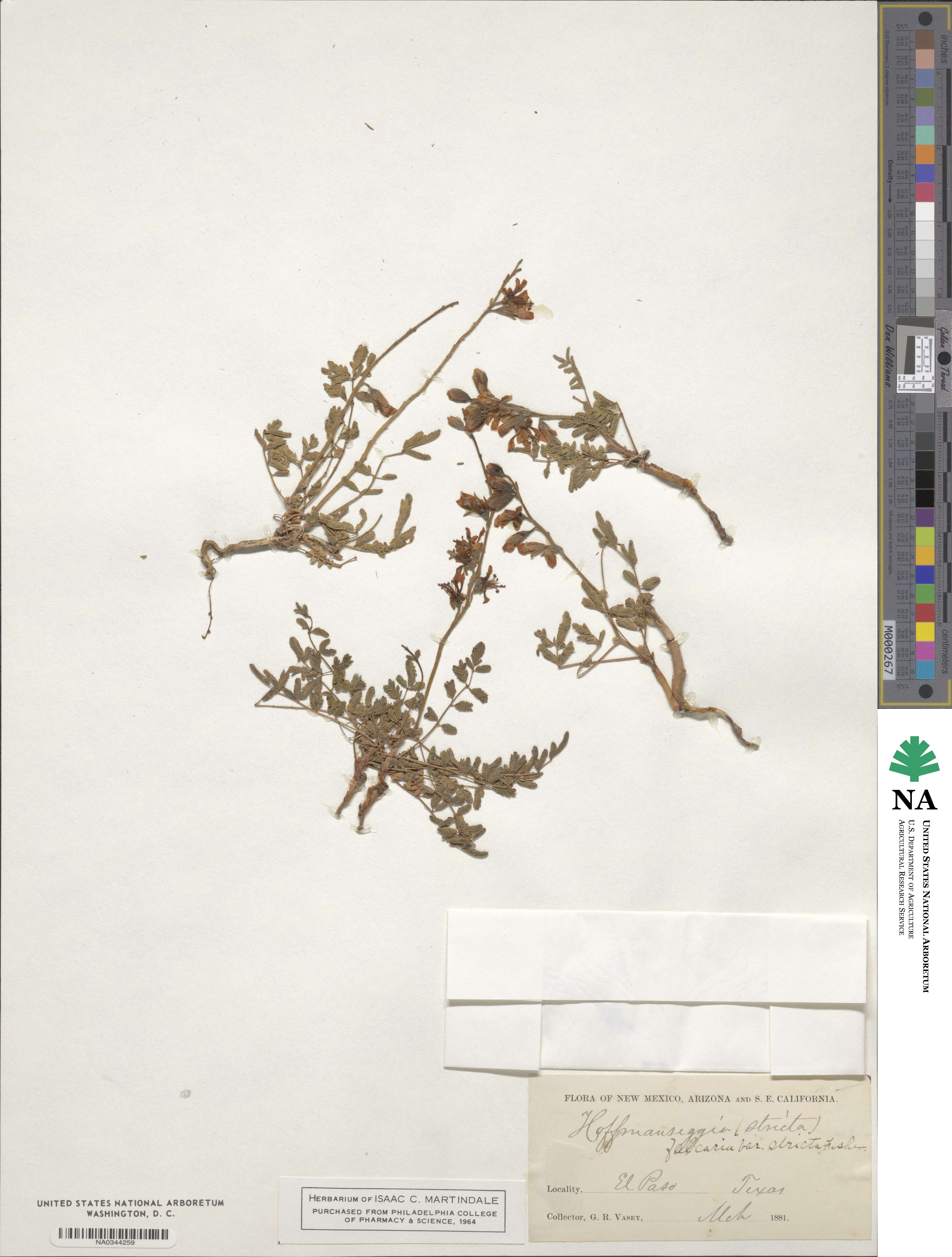 Hoffmannseggia glauca image