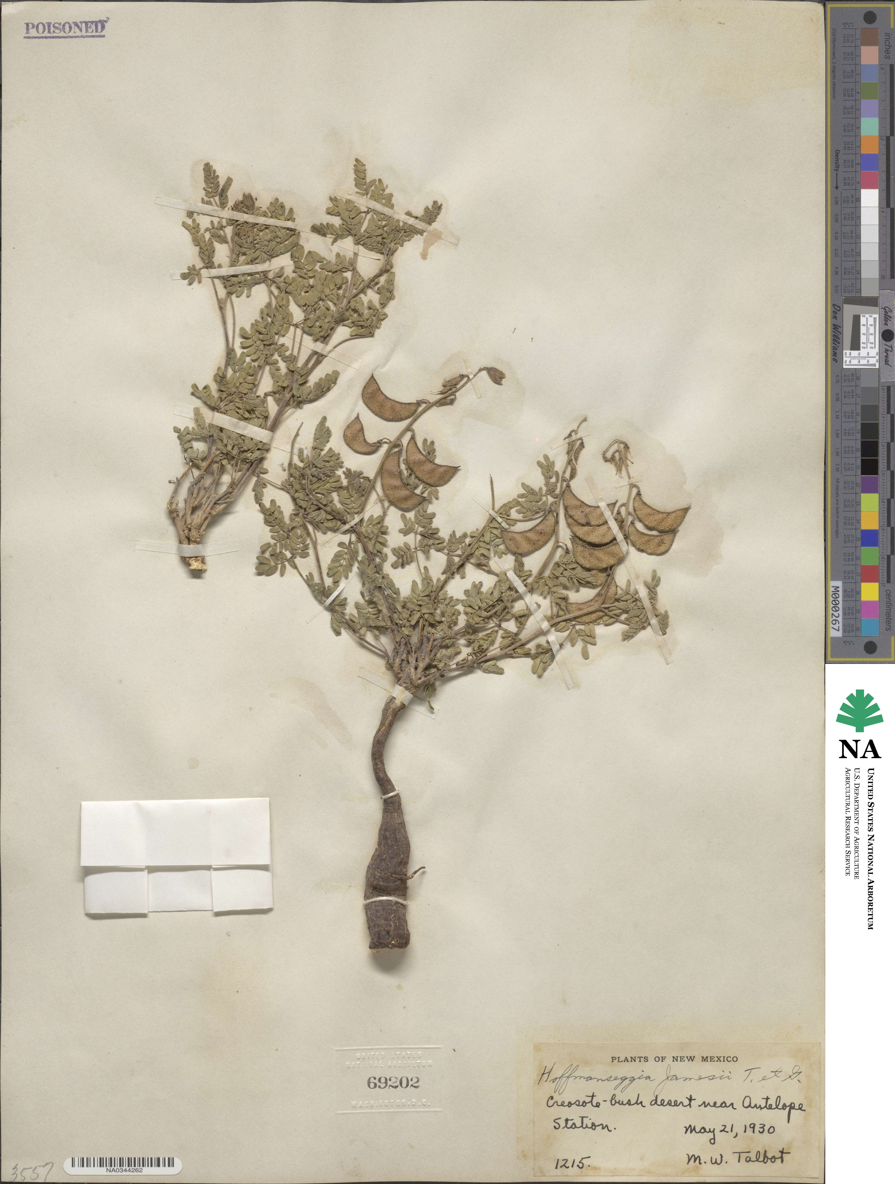 Pomaria jamesii image