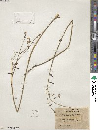 Hoffmannseggia microphylla image