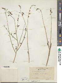 Hoffmannseggia microphylla image