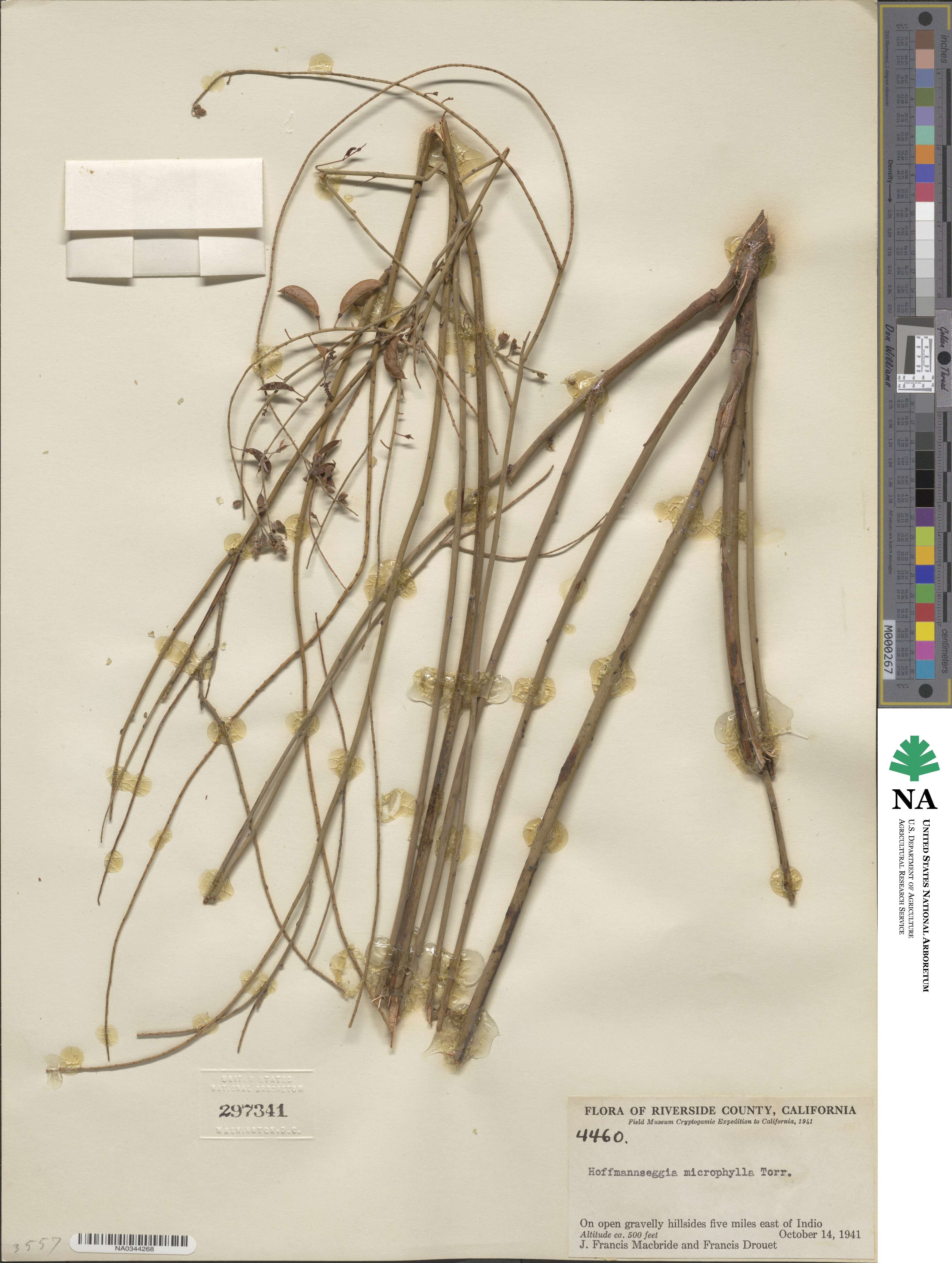 Hoffmannseggia microphylla image