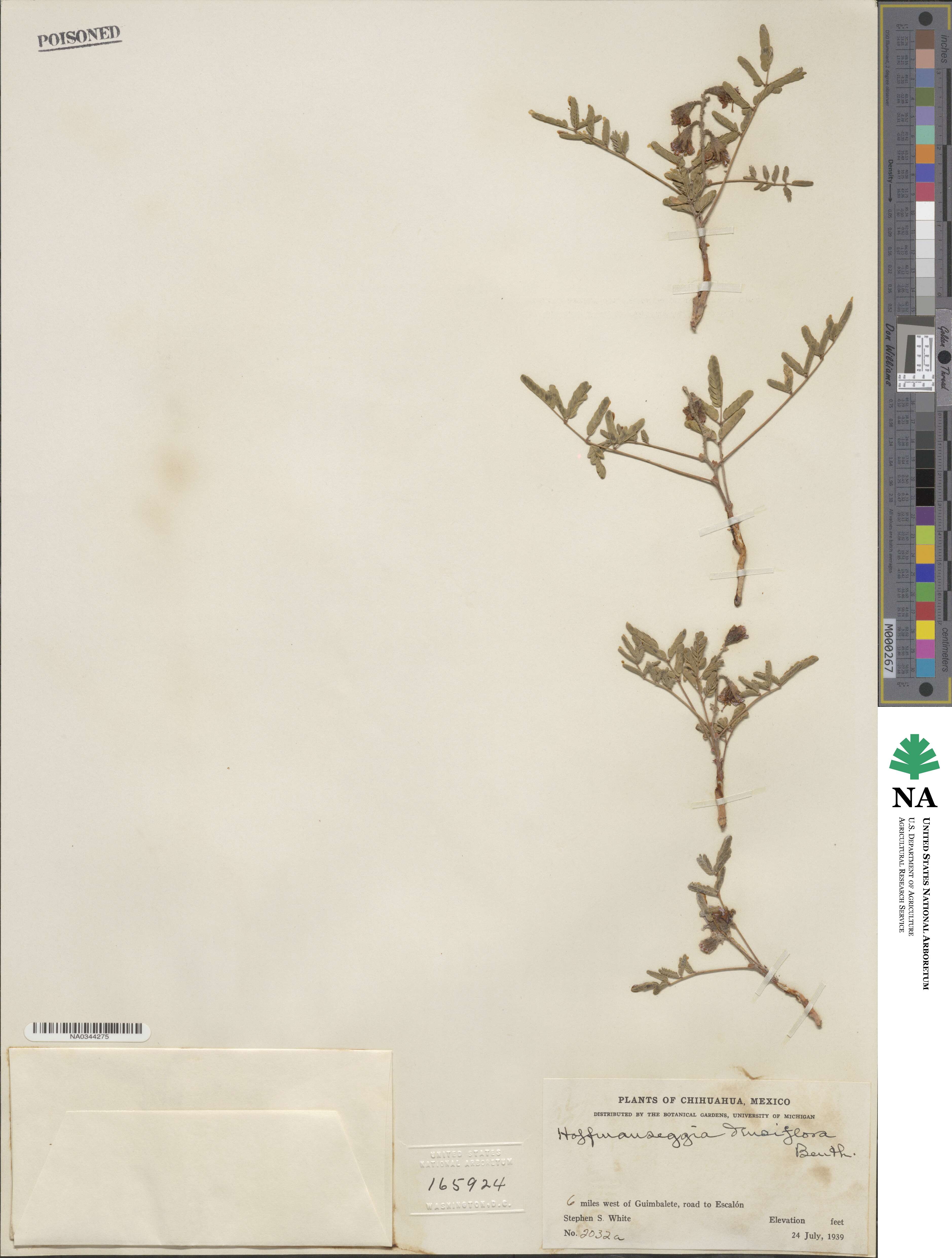 Hoffmannseggia image