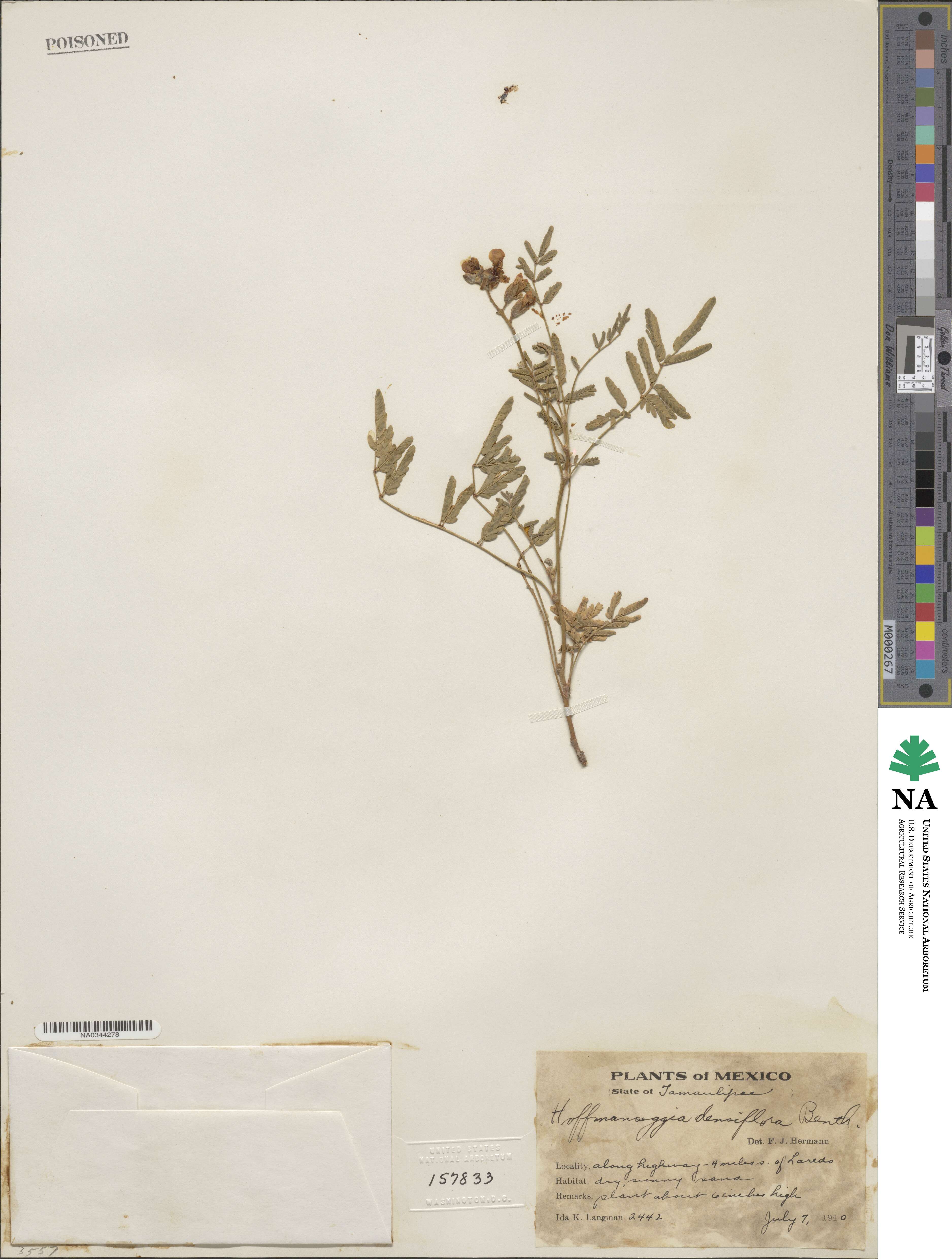 Hoffmannseggia glauca image