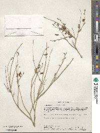 Hoffmannseggia microphylla image