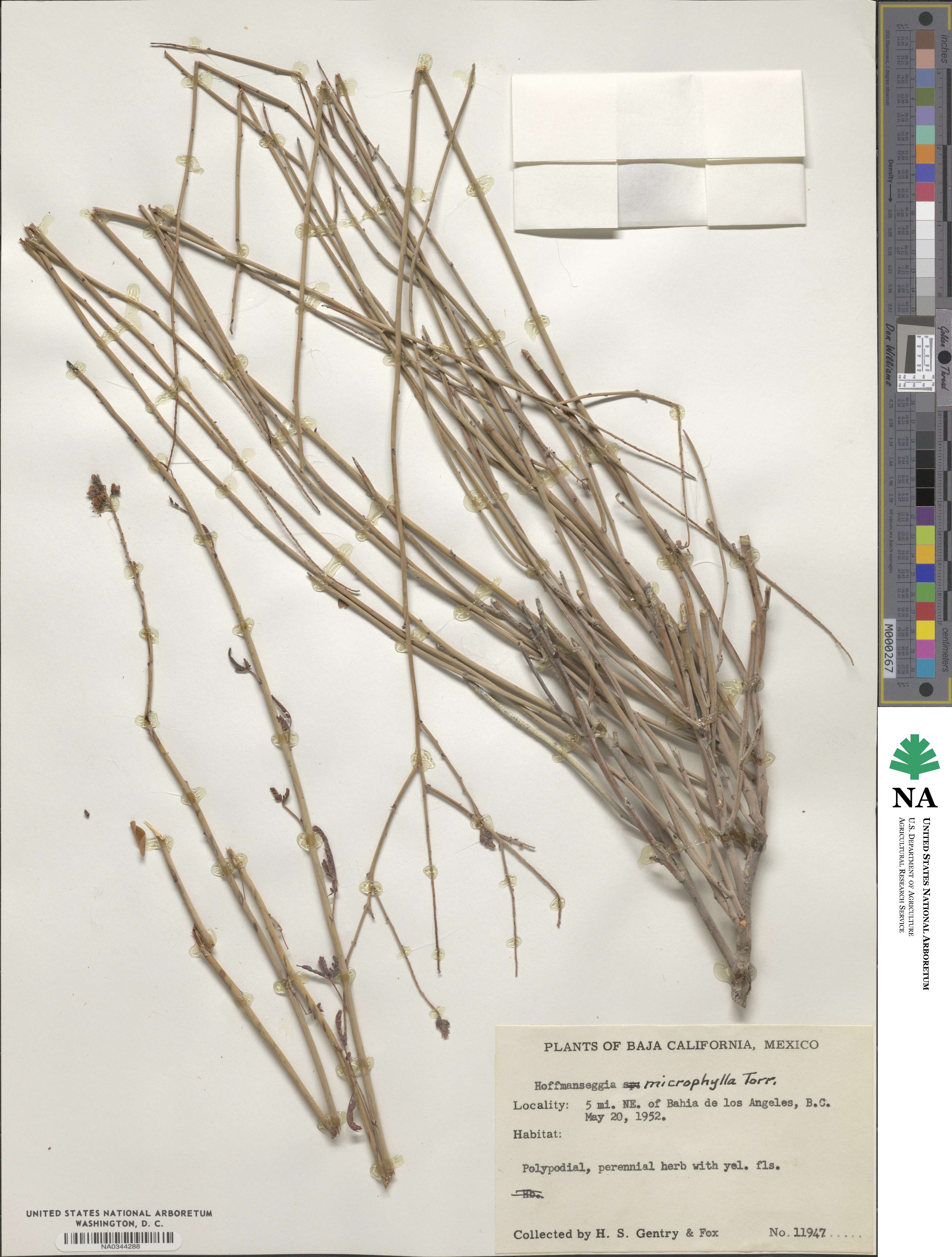 Hoffmannseggia microphylla image