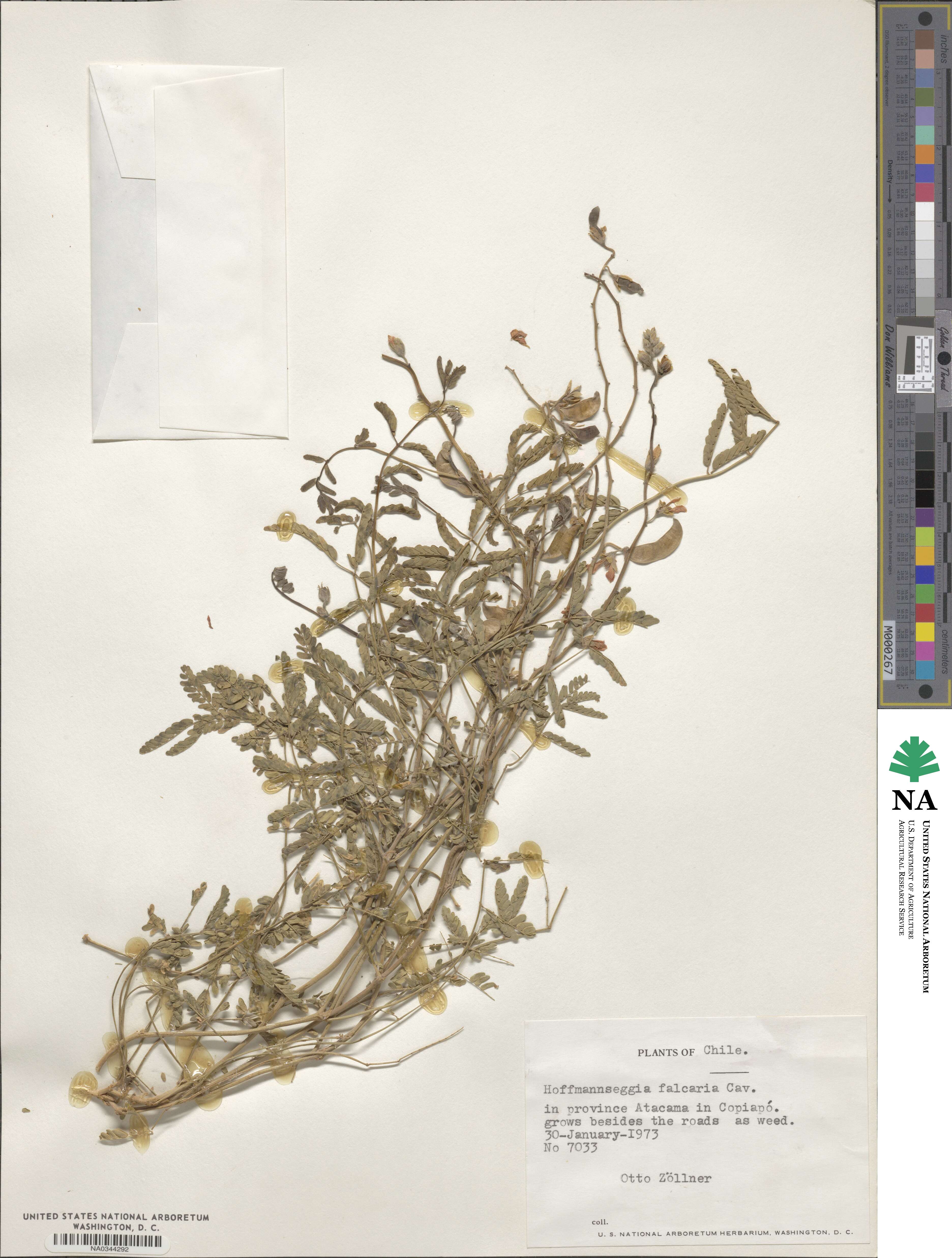 Hoffmannseggia glauca image