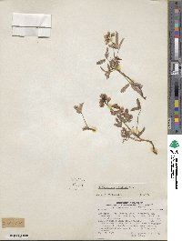 Hoffmannseggia trifoliata image