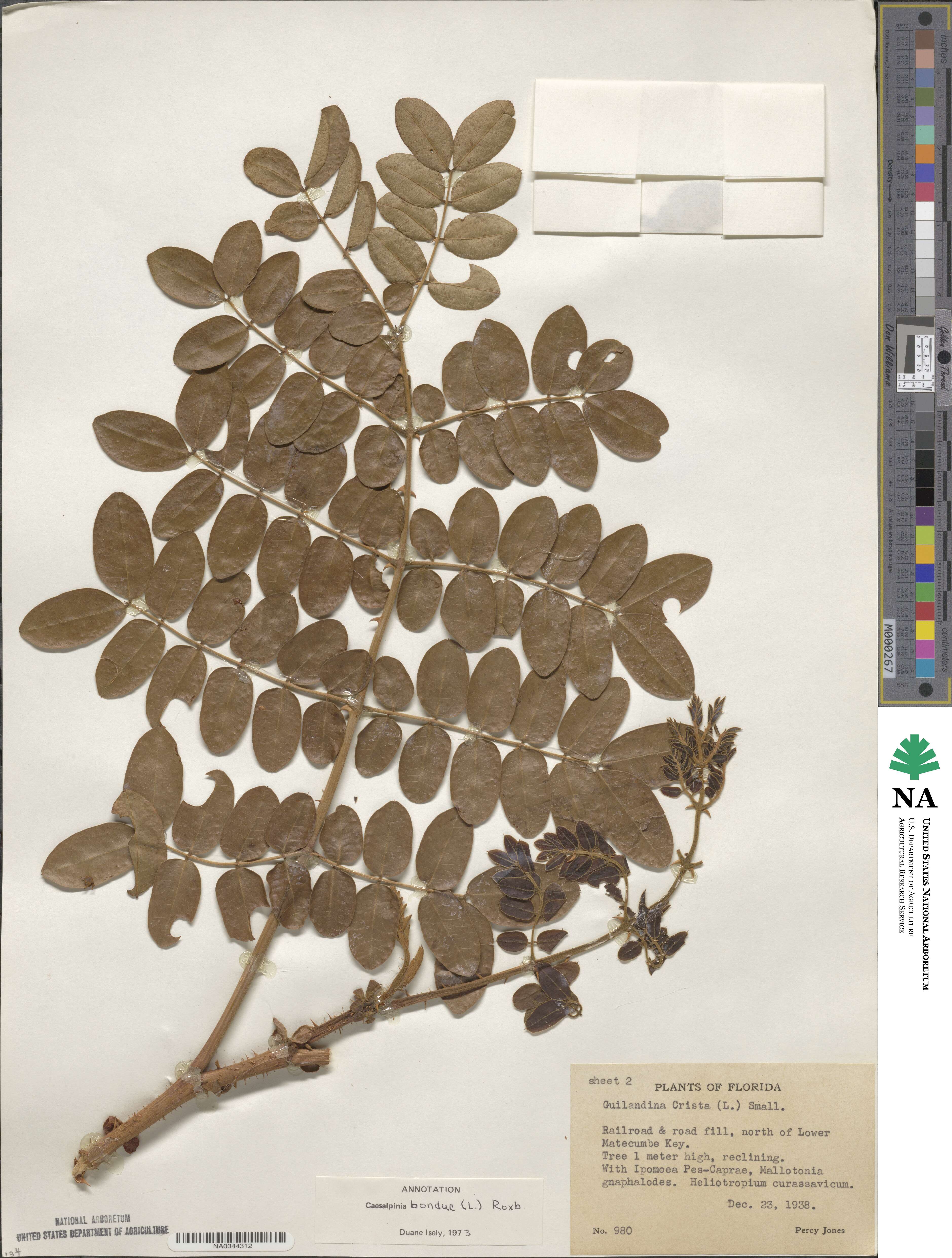 Guilandina bonduc image