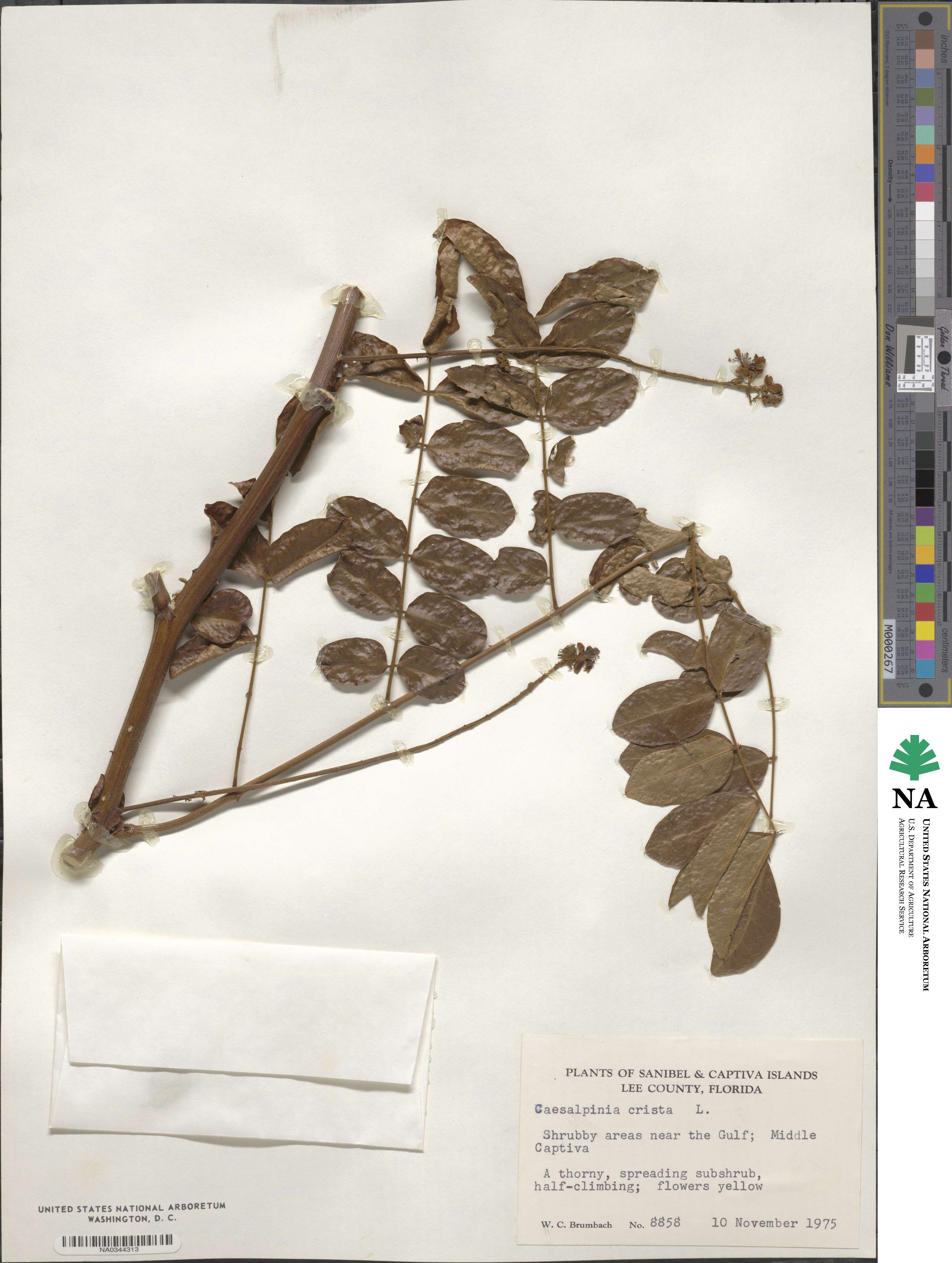 Guilandina bonduc image