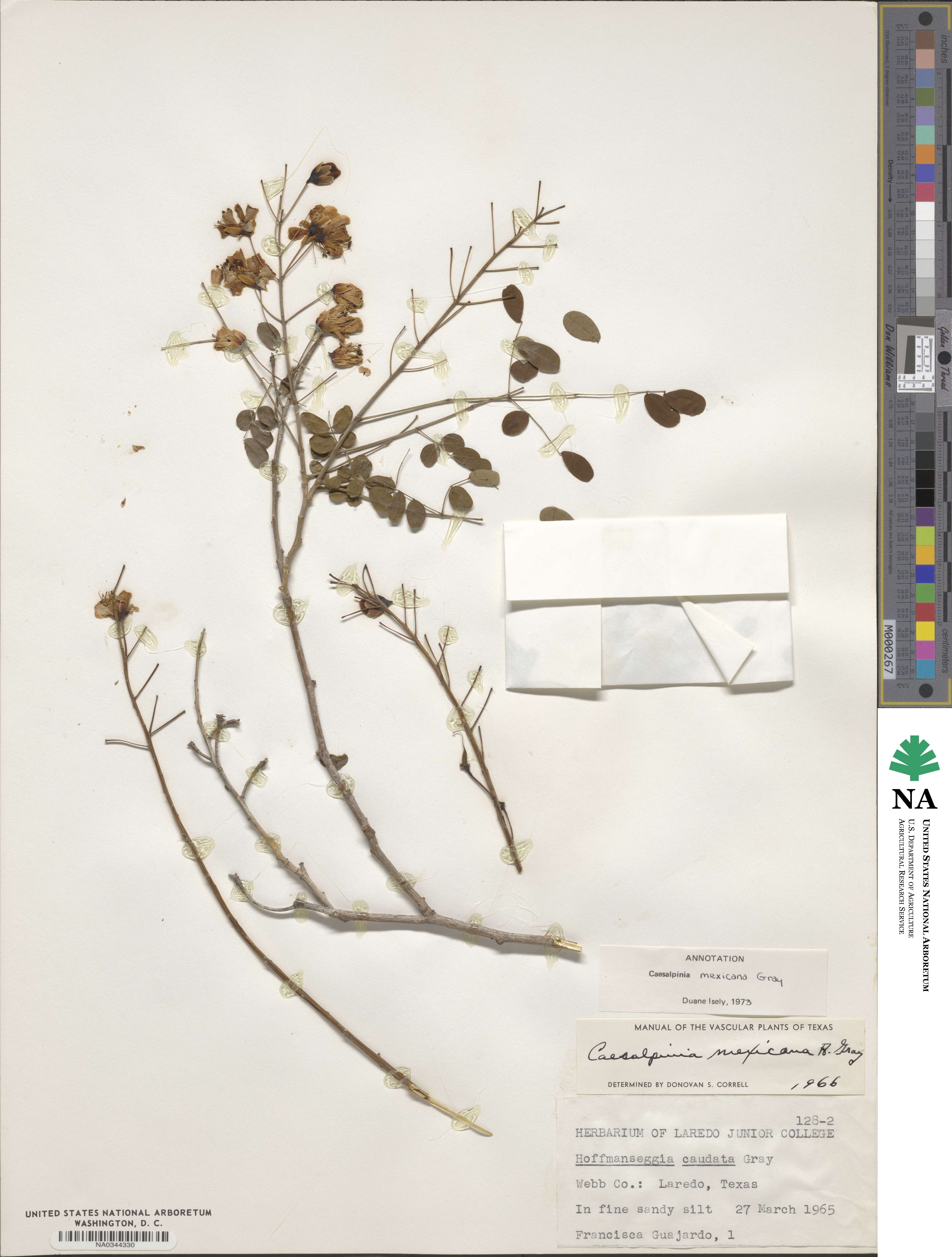Caesalpinia mexicana image