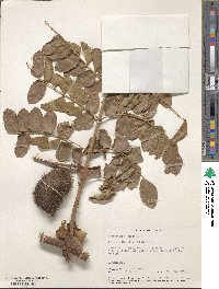 Image of Caesalpinia crista