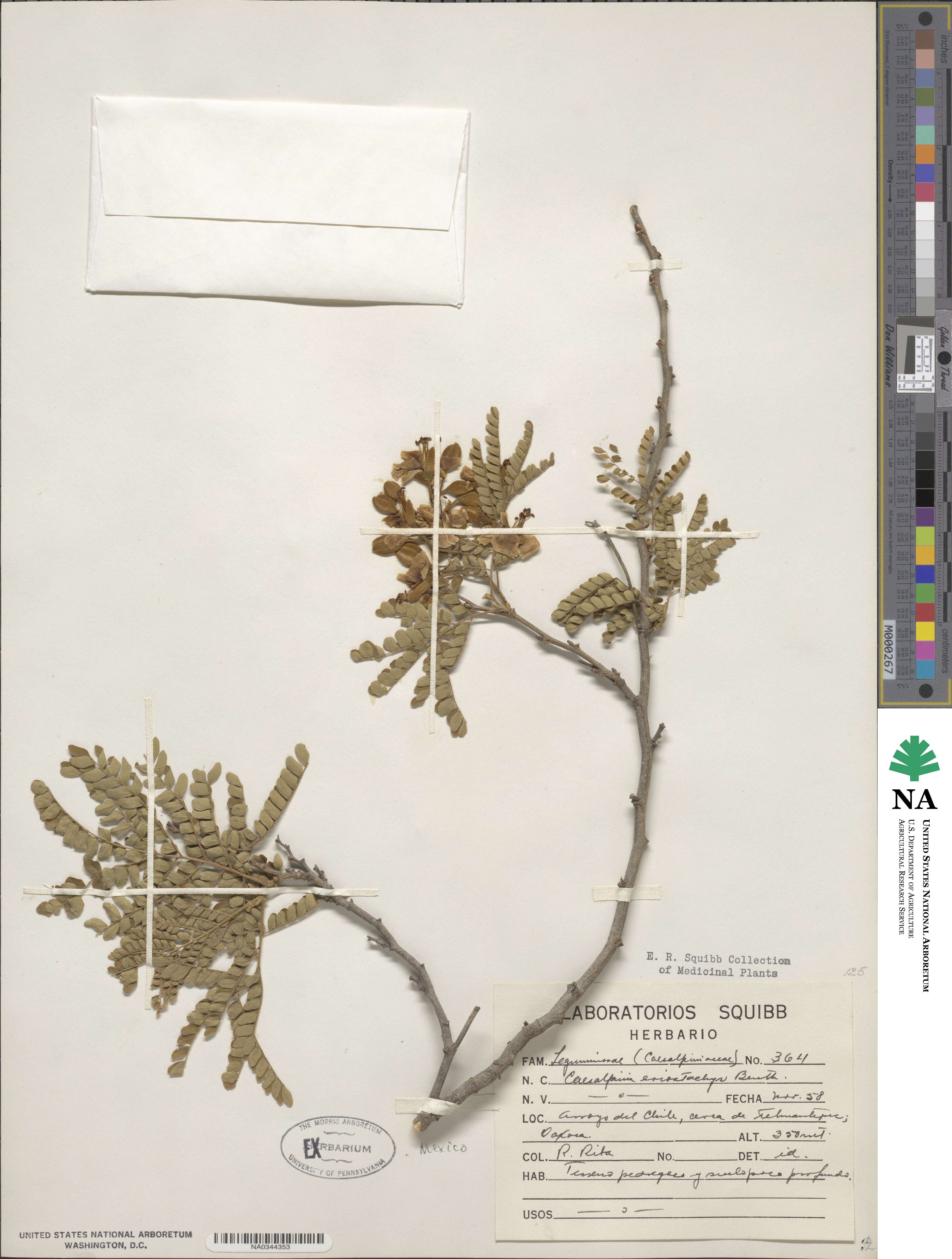 Cenostigma eriostachys image