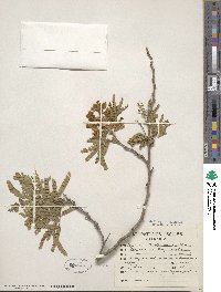 Cenostigma eriostachys image