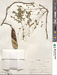 Cenostigma eriostachys image