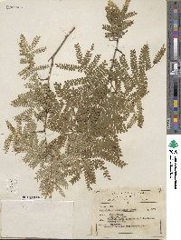 Cenostigma eriostachys image