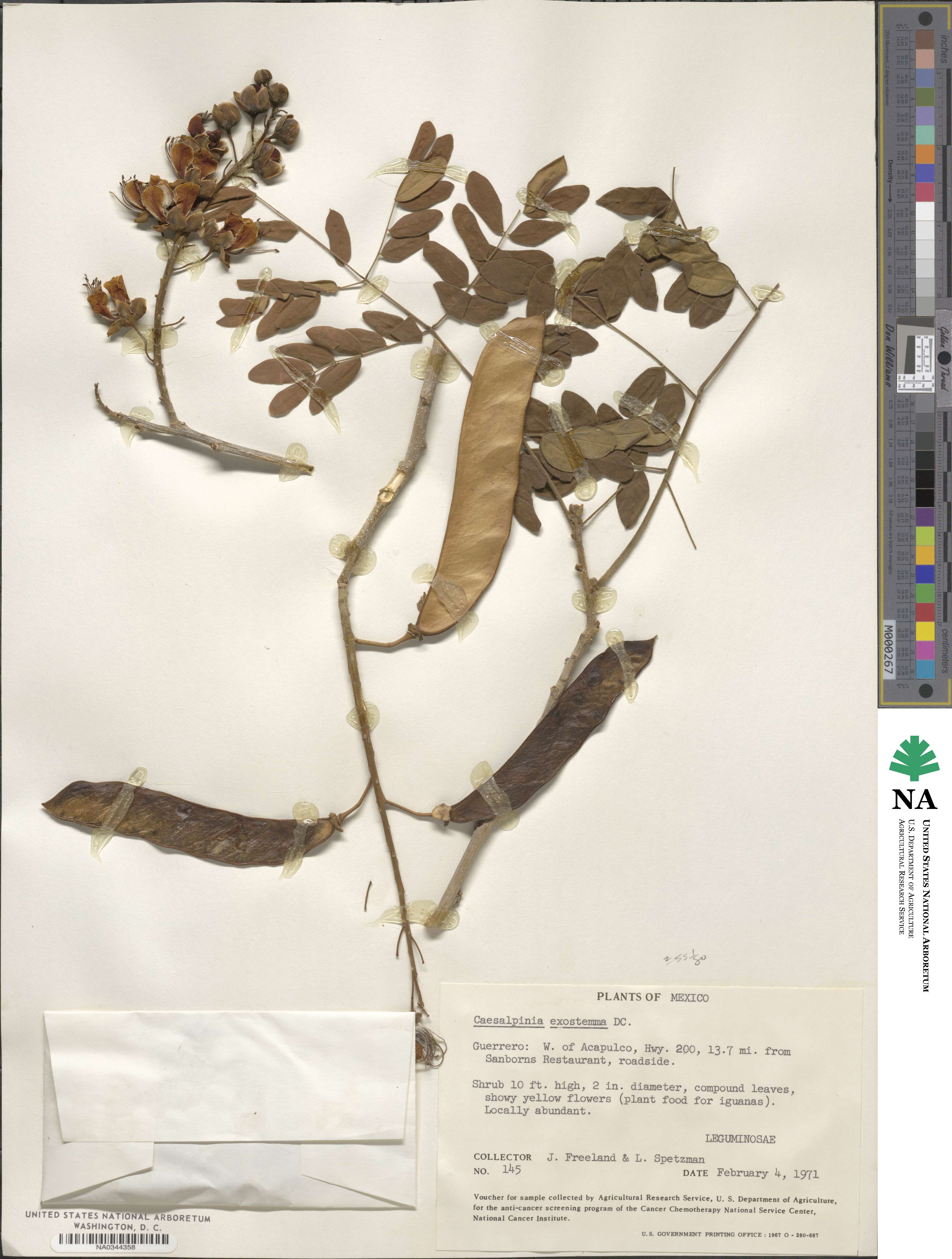 Erythrostemon exostemma image