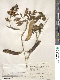 Erythrostemon exostemma image